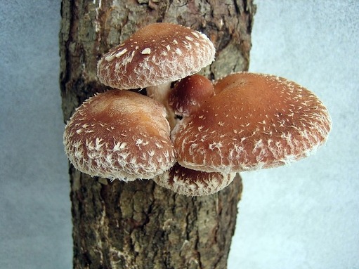 혈관계 질환에도 좋은 표고버섯의 효능