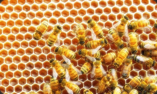 꿀 알고먹자, 꿀의효능과 꿀의 종류,진짜꿀 구별법 그리고 주의사항