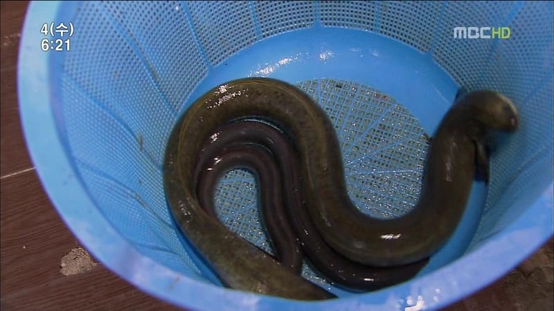 신비한 동물 뱀장어, 풀리지 않는 뱀장어의 미스터리
