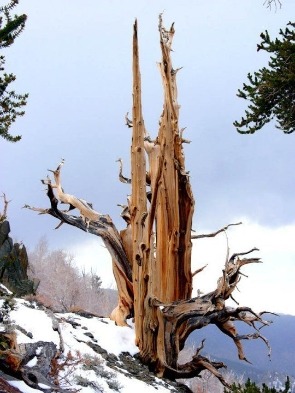 1만년동안 생존하는 나무, 브리스틀 콘 소나무