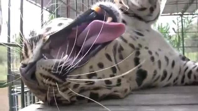 레오파드의 행복 Footage captures leopard purring loudly while zoo keeper gives it a massage VIDEO