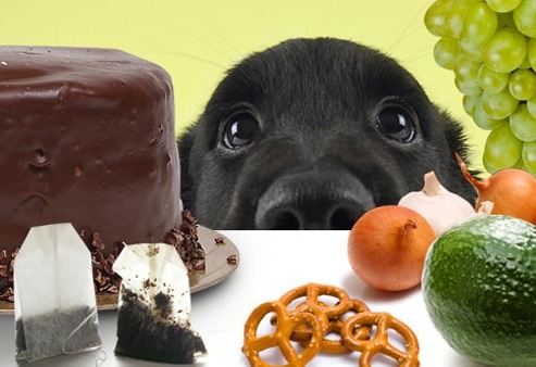 강아지 금기 음식, 강아지에게 먹이면 안되는 음식