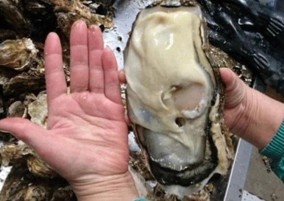 후쿠시마 앞바다에서 채취한 기형 거대생물