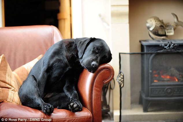 애완견의 사진 한장이 작은 행운을...The dog caught napping who has earned owner a small fortune