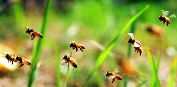 꿀벌의 대화법