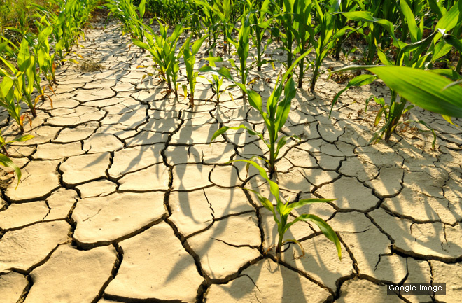 <CNN 영어뉴스 듣기 / 말하기> 가뭄(drought) 으로 인한 농작물 피해(damage to the crops)