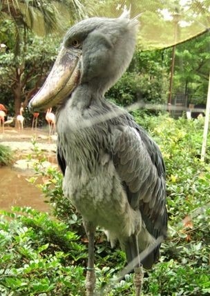멸종 위기에 놓여있는 큰 새 '하시비로코우'