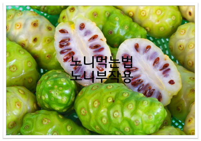 노니효능,노니주스,노니분말가루,노니부작용