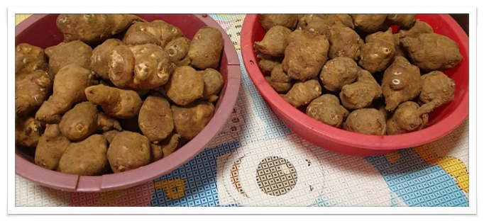 돼지감자효능 돼지감자차효능