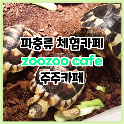 경기 광주 파충류 체험가능한 주주카페 zoozoo cafe