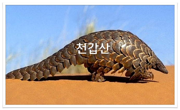 천갑산 코로나바이러스 잠재적 중간숙주