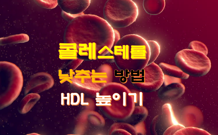 콜레스테롤 낮추는 방법 HDL 높이기