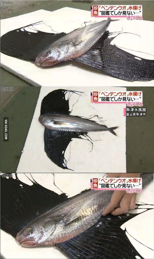 일본에서 잡힌 괴물 물고기