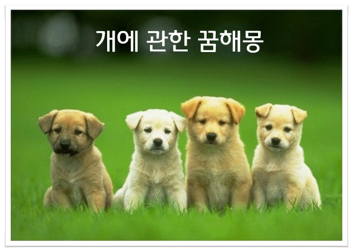 개에관한꿈해몽,개꿈 총정리