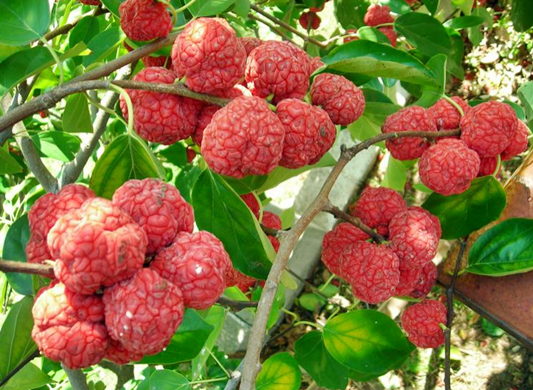구지뽕 열매 효능 및 꾸지뽕 나무 먹는 법