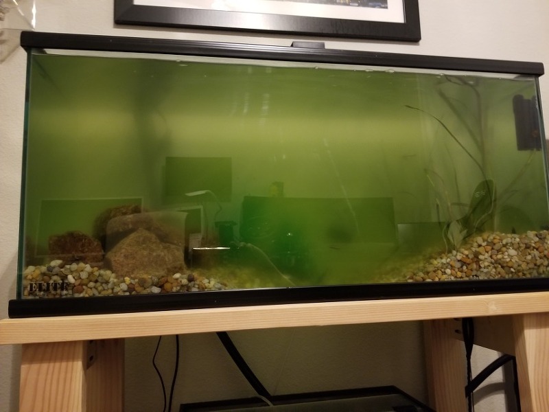 Aquarium Fish Tank Green Algae, Cloudy water fix!
