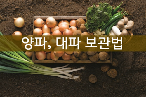 양파 보관법