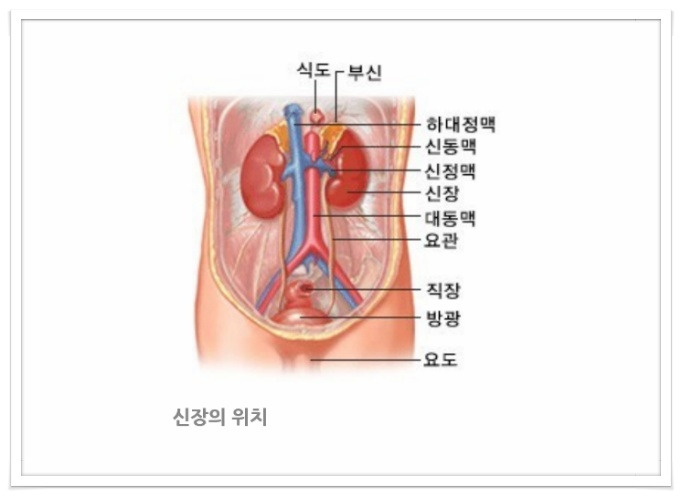 신장이 안좋으면