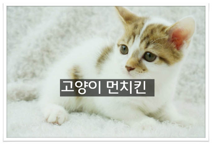 고양이 먼치킨