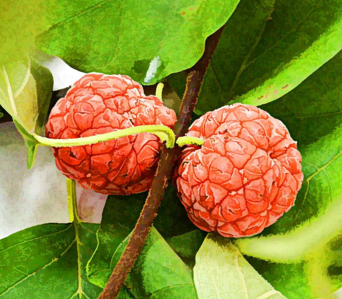 따뜻한 성질이 있는 꾸지뽕 열매 먹는법