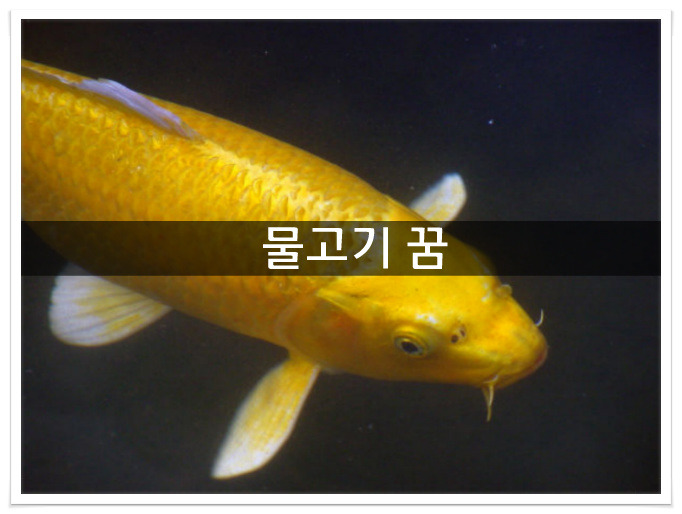 물고기꿈