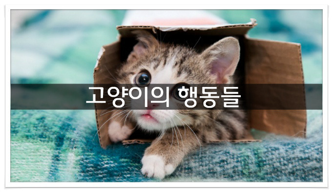 반려묘 고양이의 사랑표현들