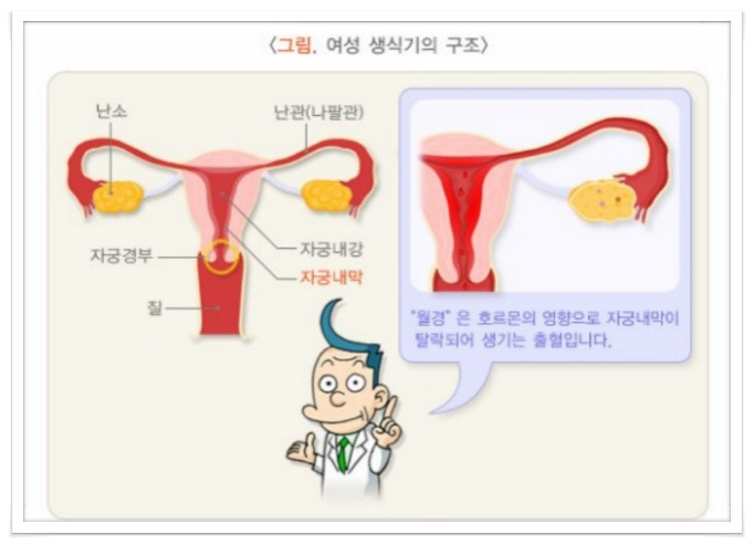 자궁근종과 자궁내막증