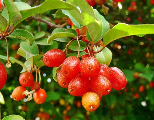 보리수열매 효능 및 뜰 보리수나무