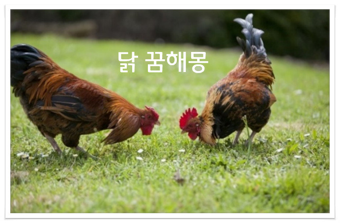 수탉꿈, 장닭꿈, 닭꿈, 꿩꿈 총정리