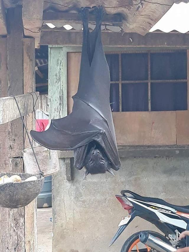 세계최대 박쥐 황금볏과일박쥐.jpg