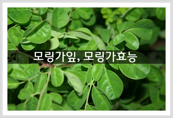 모링가잎,모링가효능