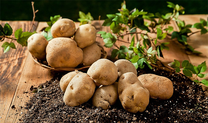 감자 효능 및 감자 보관법과 좋은 감자 고르는법