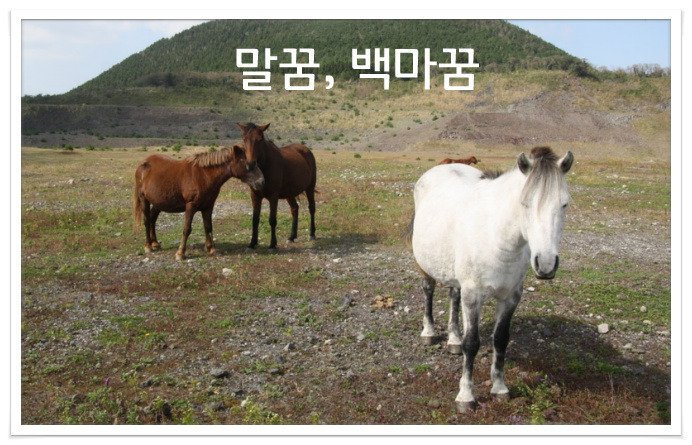 말꿈, 백마꿈