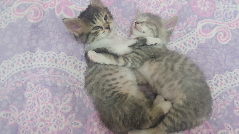 고양이 목욕시키기