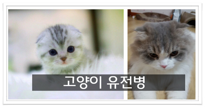 고양이유전병