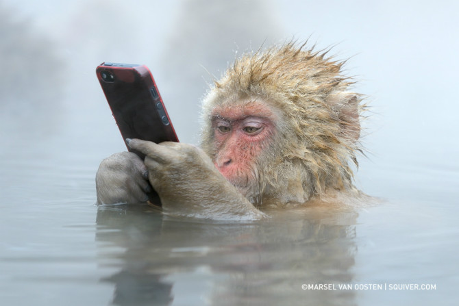 일본 원숭이의 취미생활