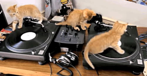 DJ가 키우는 고양이