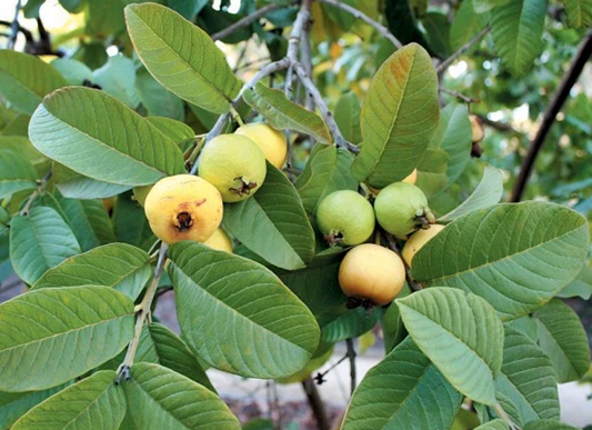 구아바 효능 구아바(guava)잎 먹는 법