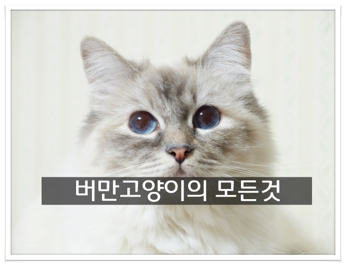 버만고양이