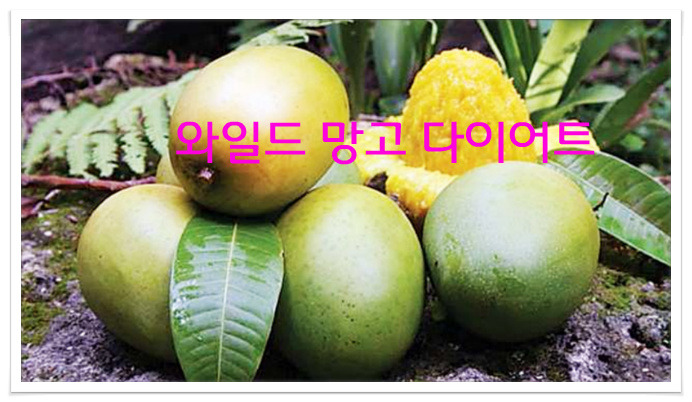 뱃살빼는법.와일드망고 다이어트, 와일드망고 분말 효능과 부작용