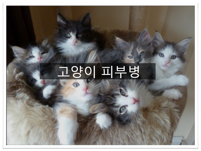 고양이 피부병