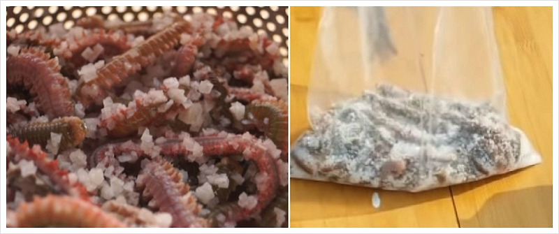 갯지렁이 염장하는 방법