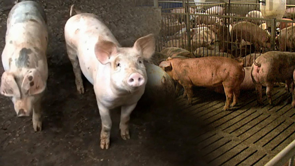 돼지열병 관련주 - 대장주 및 수혜주는 무엇?