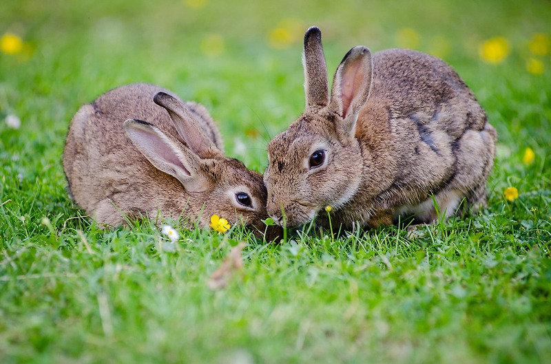 Bad Rabbit Ransomware(나쁜 토끼 랜섬웨어)감염 증상 및 예방 방법