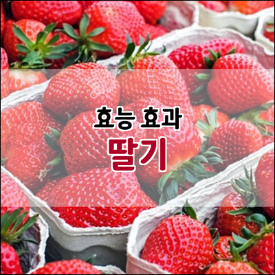 딸기 효능 효과에 대해 알아봅시다.