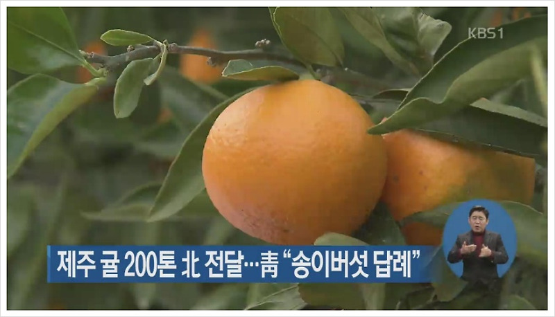 북한 송이버섯 답례품 제주귤200톤