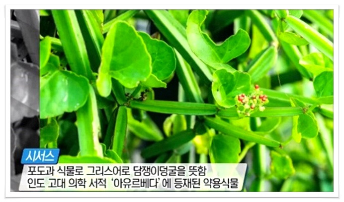 시서스가루, 모유유산균
