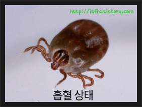 살인진드기라 불리는 작은소피 참진드기의 중증열성혈소판감소증후군