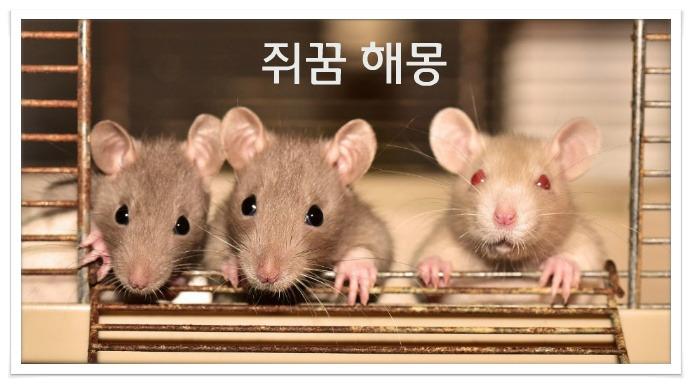 쥐꿈, 박쥐꿈, 다람쥐꿈