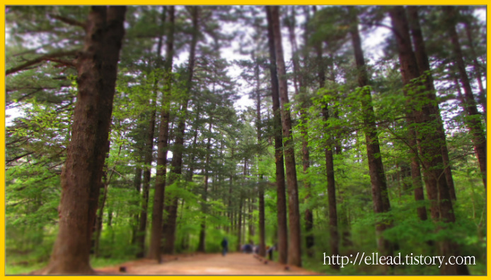 <한국의 산사> 오대산 월정사 : 전나무 숲길을 따라걷는 아름다운 사찰